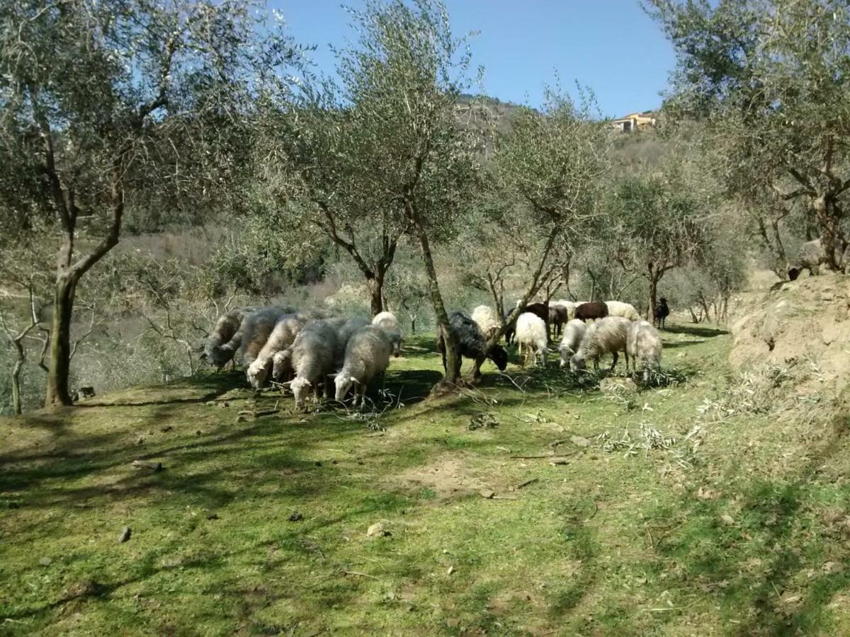 Agriturismo Borgo Mocale Castelfranco di Sopra 外观 照片